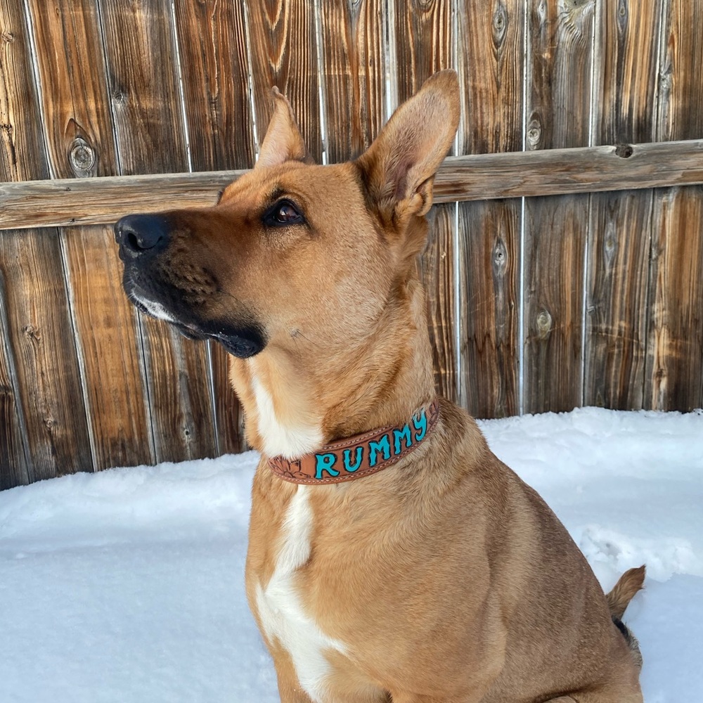 Pet friendly seller🐾